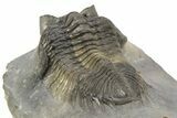 Multi-Toned Coltraneia Trilobite Fossil - Top Quality Specimen #254767-4